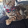alert, animal, blanket, bow_tie, cat, christmas_tree, cozy, curious, cute, decorations, furniture, holiday, indoor, kitten, living_room, pet, relaxed, tabby, wide_eyes, young_cat