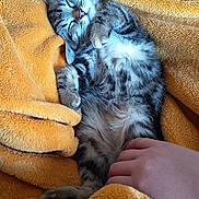Aby a rejoint le concours — aidez-le/la à gagner de superbes lots ! kitten, cat, sleeping, blanket, orange_blanket, paw, fur, hand, human_hand, cozy, nap, pet, domestic_animal, tabby, whiskers, indoor, texture, soft, cute, resting