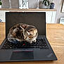 cat, kitten, tabby_cat, laptop, keyboard, screen, touchpad, wooden_table, indoor, houseplant, lantern, candlestick, cozy, curled_up, pet, technology, work_from_home, domestic, thinkpad_logo, sleeping