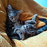 Aby a rejoint le concours — aidez-le/la à gagner de superbes lots ! bedding, blanket, cat, closeup, cozy, domestic_cat, fur, indoor, kitten, nap, paw, pet, portrait, relaxed, sleeping, soft_texture, striped_fur, tabby, tail, whiskers