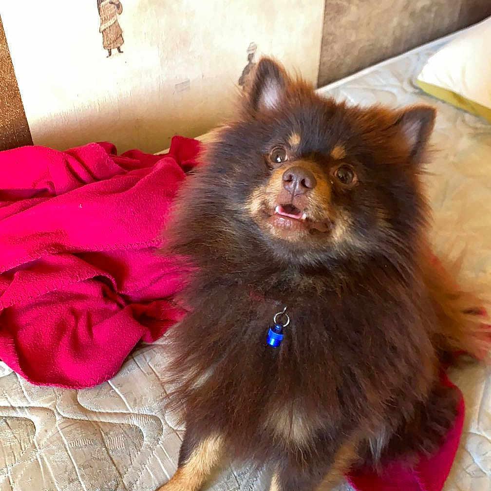Aiko participe au concours pour gagner de l'argent avec cette photo : dog, brown_dog, fluffy, pet, mattress, blanket, indoor, cute, animal, fur, collar, bedroom, looking_up, small_dog, canine, domestic_animal, furniture, resting, companion, adorable