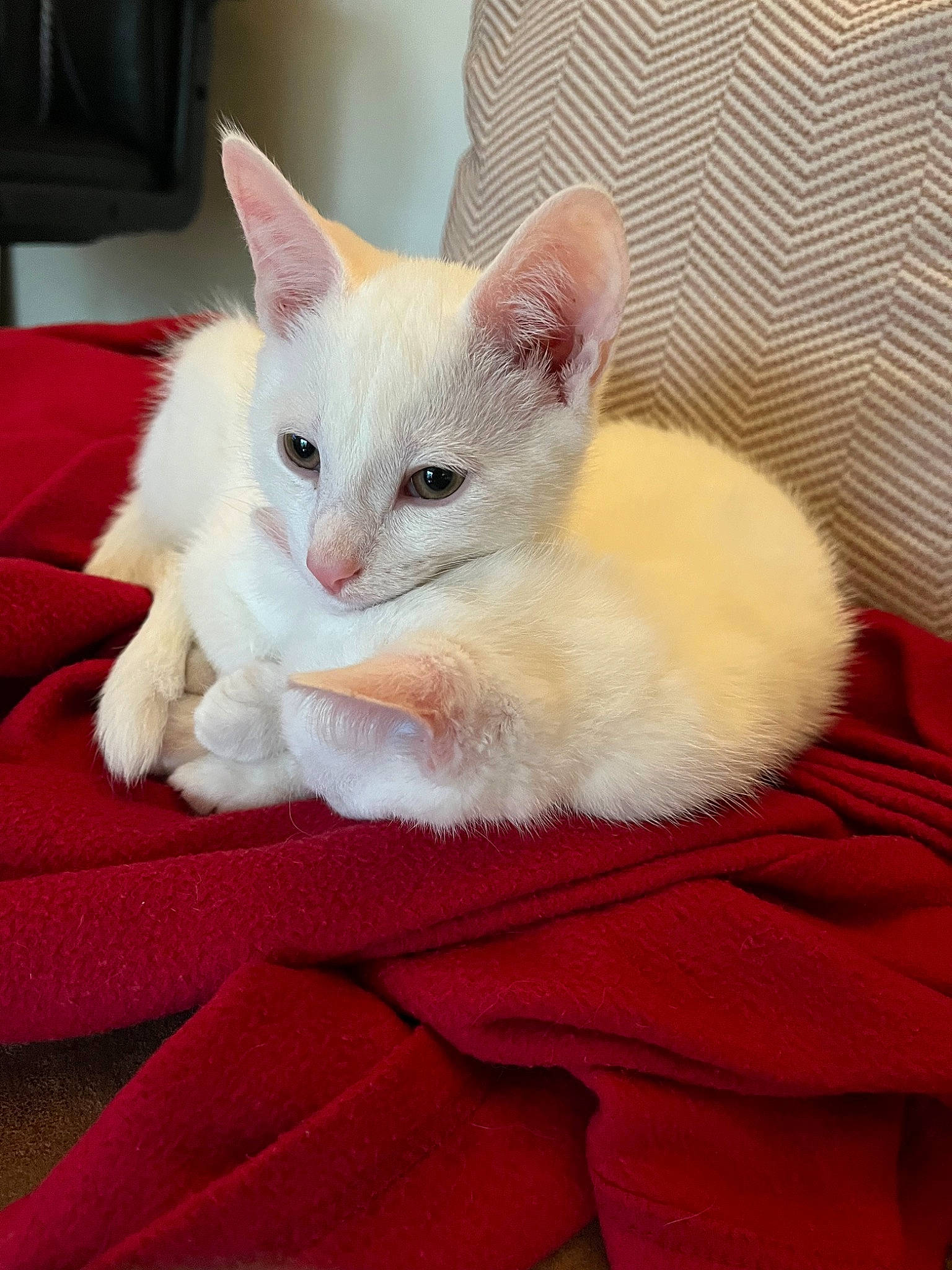 Brahms joined the competition — help win amazing prizes! carnivore, cat, cat_supply, claw, comfort, domestic_short_haired_cat, fawn, felidae, fur, linens, paw, room, small_to_medium_sized_cats, snout, tail, whiskers