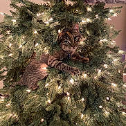Jinx is registered to the contest to win money with this photo: cat, christmas_tree, lights, tabby, holiday, indoors, pine_branches, curious, wide_eyes, pet, decorations, green_foliage, cozy, fur, whiskers, climbing, festive, branches, tree_lights, home_decor
