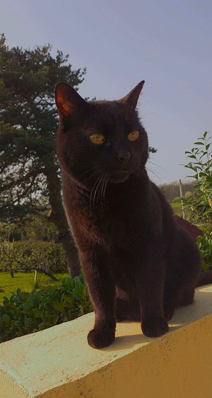 Woody a rejoint le concours — aidez-le/la à gagner de superbes lots ! black_cat, bombay, carnivore, cat, domestic_short_haired_cat, felidae, fur, grass, plant, sky, small_to_medium_sized_cats, snout, street_light, tail, terrestrial_animal, tree, whiskers