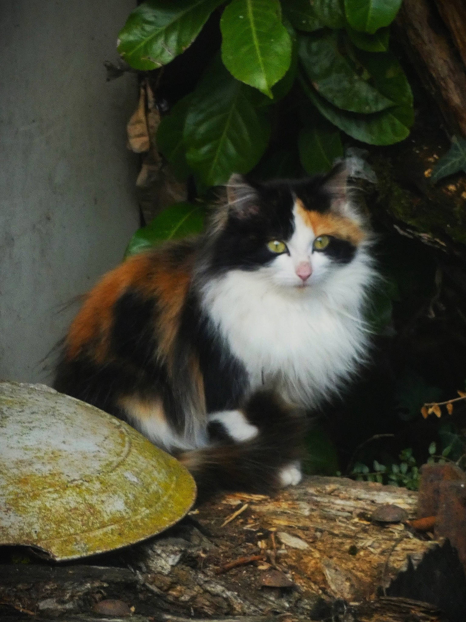 Nala a rejoint le concours — aidez-le/la à gagner de superbes lots ! carnivore, cat, felidae, fur, grass, green, plant, sitting, small_to_medium_sized_cats, snout, tail, terrestrial_animal, tree, whiskers, wildlife, wood