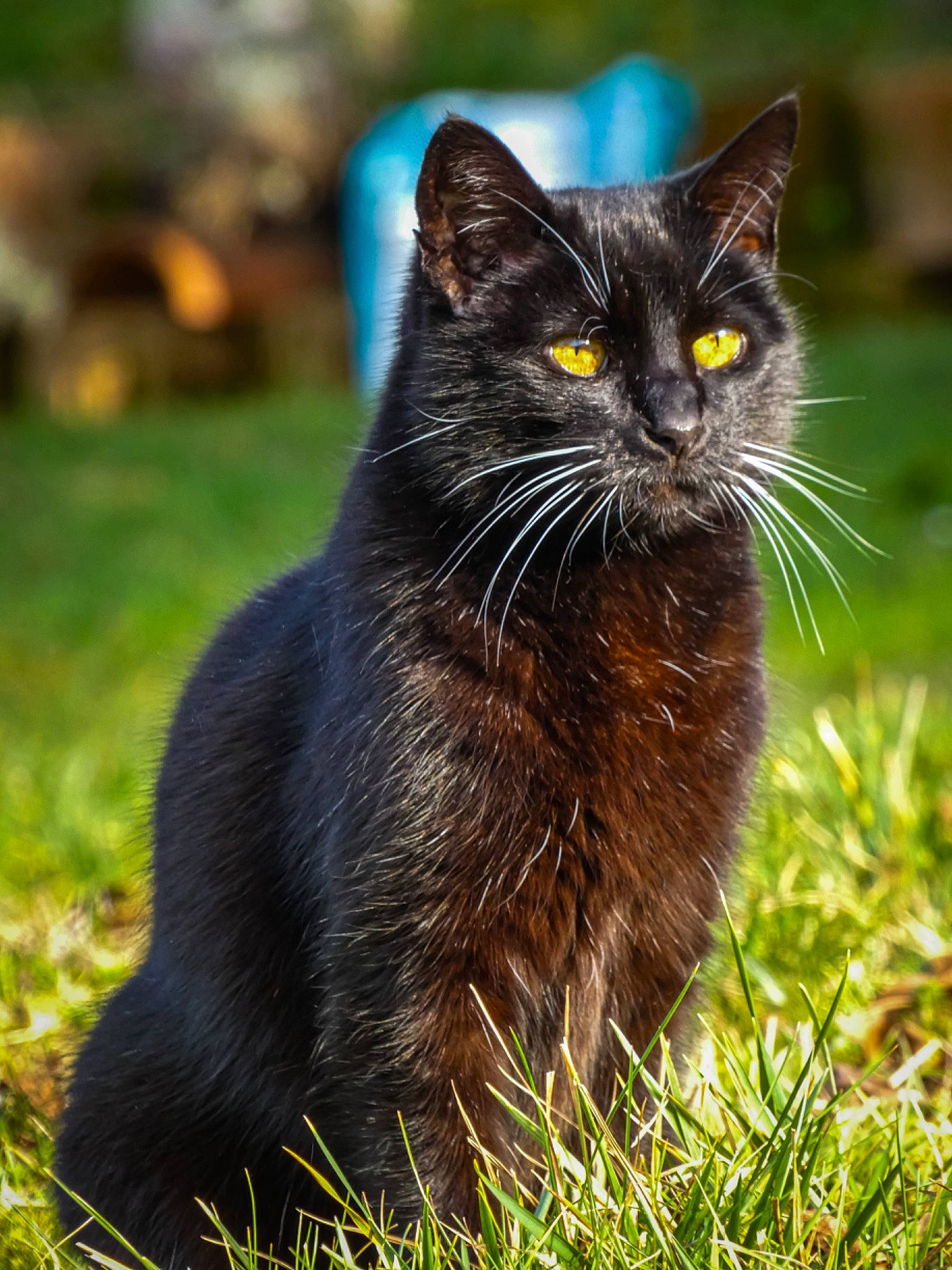 Moustache a rejoint le concours — aidez-le/la à gagner de superbes lots ! black_cat, bombay, carnivore, cat, domestic_short_haired_cat, felidae, fur, grass, groundcover, plant, sitting, small_to_medium_sized_cats, snout, tail, terrestrial_animal, whiskers, wildlife