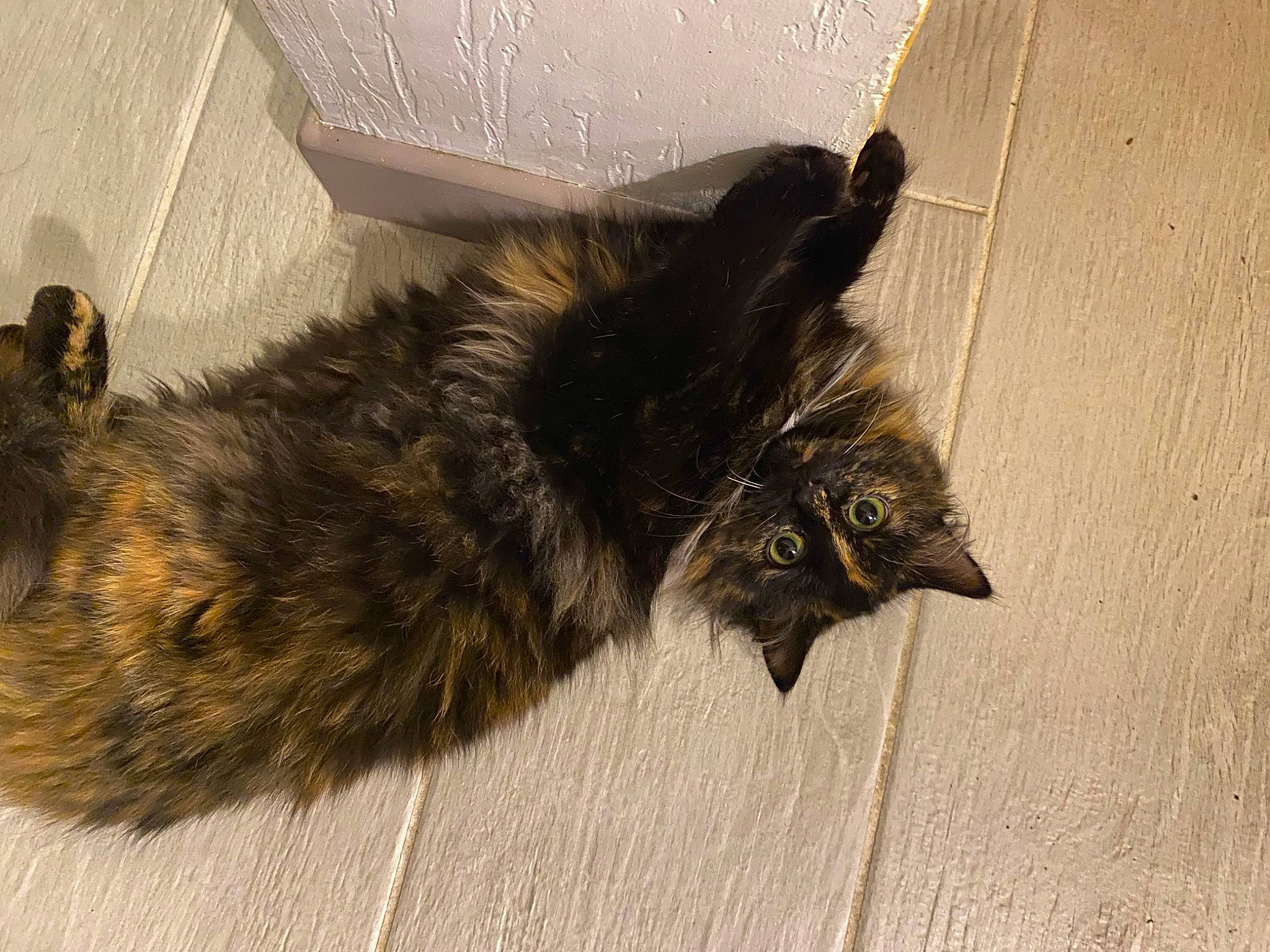 Soren participe au concours pour gagner de l'argent avec cette photo : black_cat, box, carnivore, cat, claw, dog_breed, domestic_short_haired_cat, felidae, flooring, fur, hardwood, paw, road_surface, shipping_box, small_to_medium_sized_cats, snout, tail, terrestrial_animal, whiskers, wood