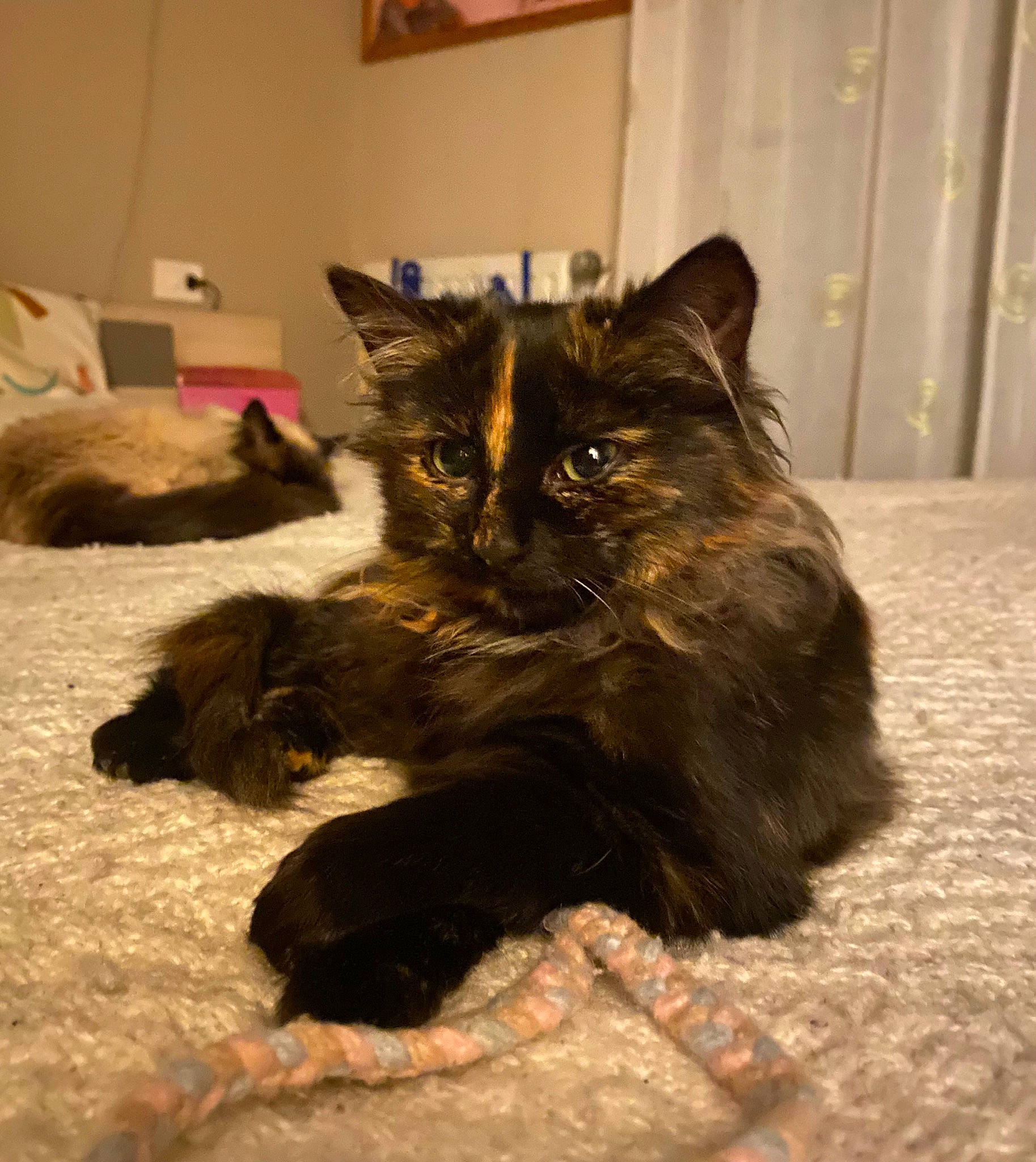 Soren participe au concours pour gagner de l'argent avec cette photo : black_cat, carnivore, cat, claw, comfort, domestic_short_haired_cat, felidae, flooring, fur, hardwood, paw, small_to_medium_sized_cats, snout, tail, terrestrial_animal, whiskers