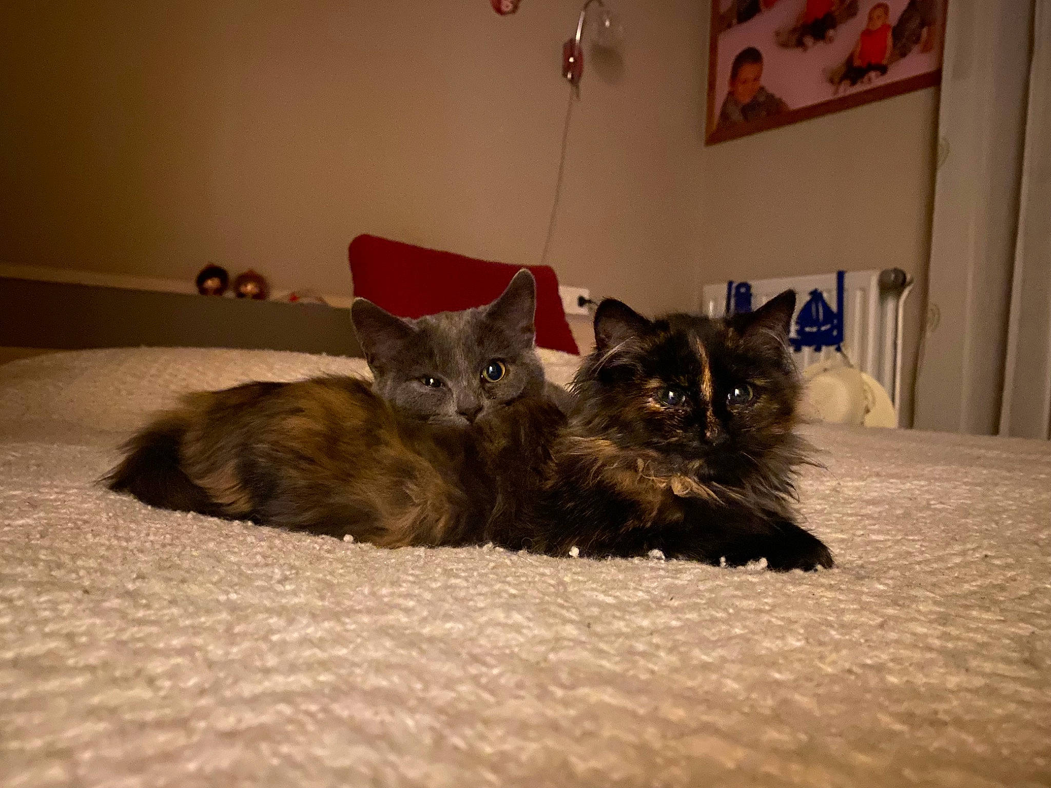 Soren a rejoint le concours — aidez-le/la à gagner de superbes lots ! bed, black_cat, bombay, carnivore, cat, claw, comfort, domestic_short_haired_cat, fawn, felidae, flooring, fur, grey, paw, picture_frame, room, small_to_medium_sized_cats, snout, tail, whiskers