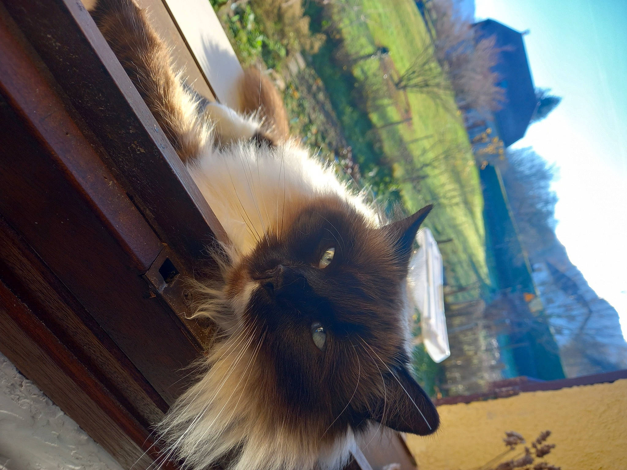 Sweatie a rejoint le concours — aidez-le/la à gagner de superbes lots ! companion_dog, electric_blue, fawn, feather, felidae, fur, plant, road, shadow, sky, small_to_medium_sized_cats, tail, tints_and_shades, tree, whiskers, wing