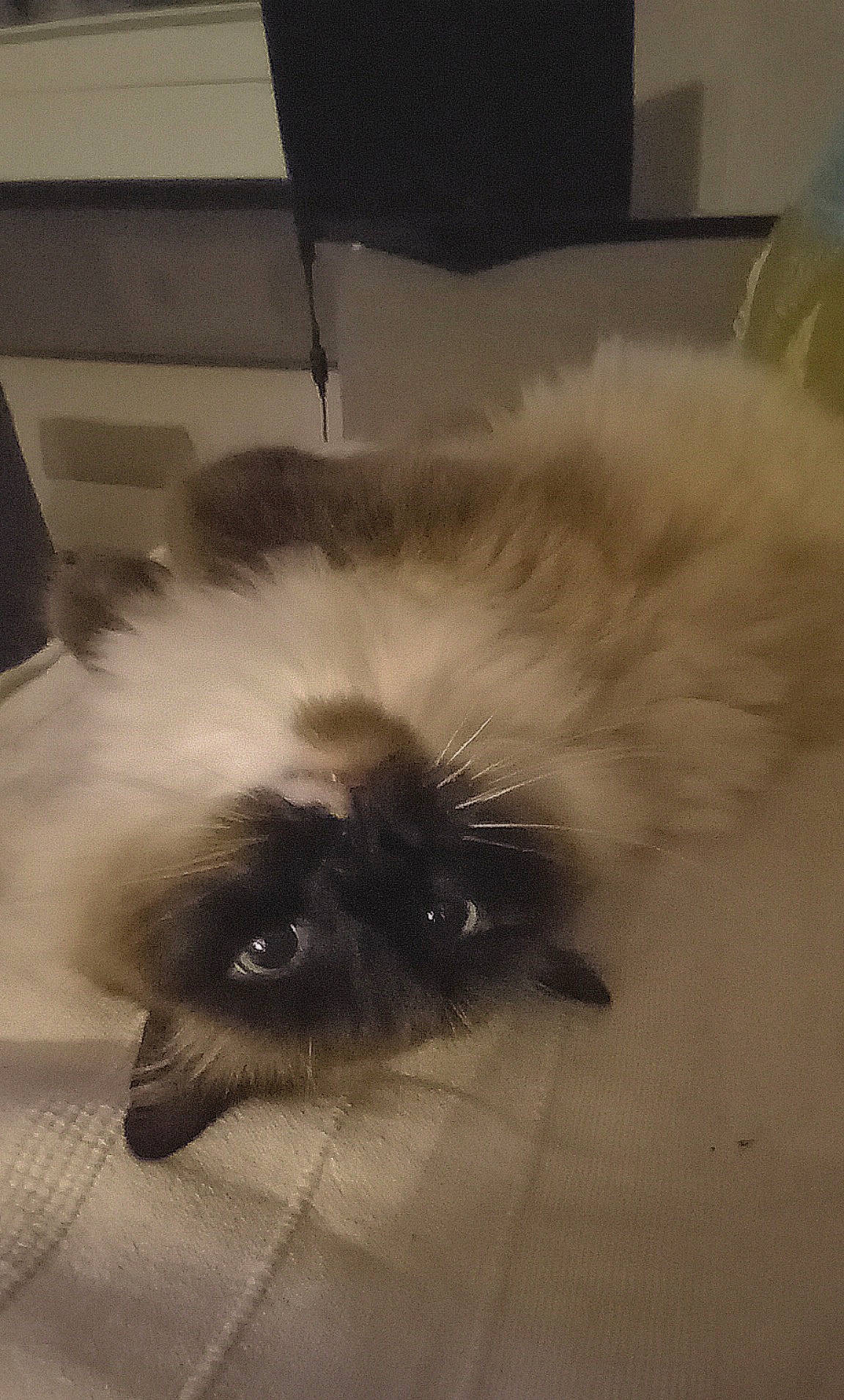 Sweatie a rejoint le concours — aidez-le/la à gagner de superbes lots ! birman, british_longhair, canidae, carnivore, cat, claw, companion_dog, felidae, flooring, fur, hardwood, paw, persian, ragdoll, siamese, small_to_medium_sized_cats, tail, tints_and_shades, whiskers