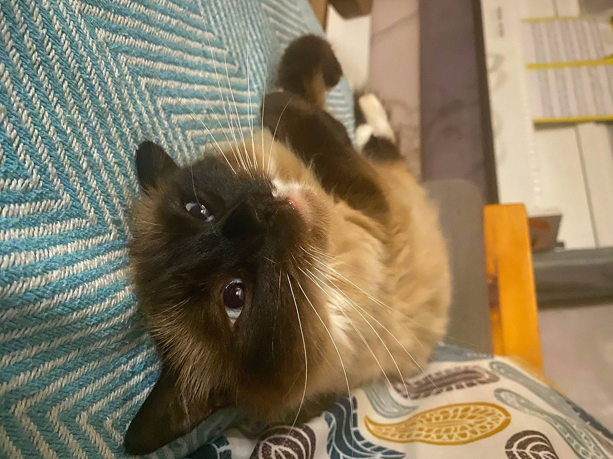 Sweatie participe au concours pour gagner de l'argent avec cette photo : birman, black_cat, carnivore, cat, claw, companion_dog, domestic_short_haired_cat, fawn, felidae, fur, paw, siamese, small_to_medium_sized_cats, snout, tail, thai, whiskers