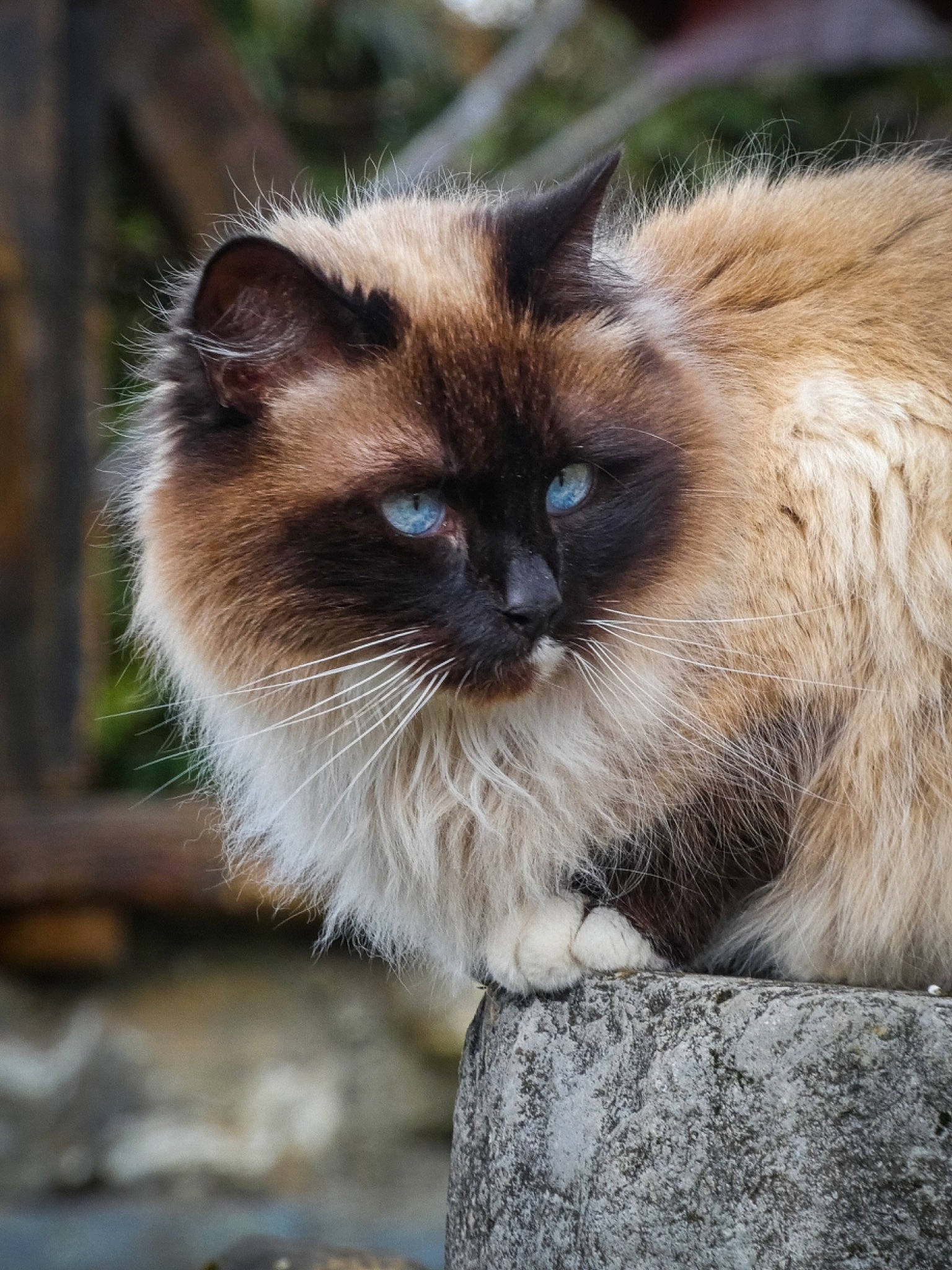 Sweatie participe au concours pour gagner de l'argent avec cette photo : birman, carnivore, cat, fawn, felidae, fur, iris, siamese, small_to_medium_sized_cats, snout, terrestrial_animal, whiskers, wildlife