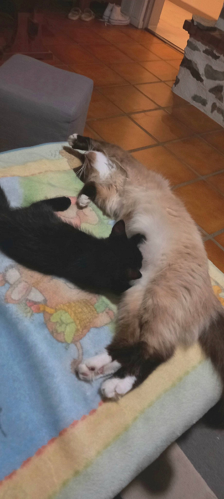 Sweatie a rejoint le concours — aidez-le/la à gagner de superbes lots ! carnivore, cat, claw, comfort, companion_dog, dog_breed, felidae, flooring, fur, hardwood, paw, small_to_medium_sized_cats, tail, terrestrial_animal, whiskers