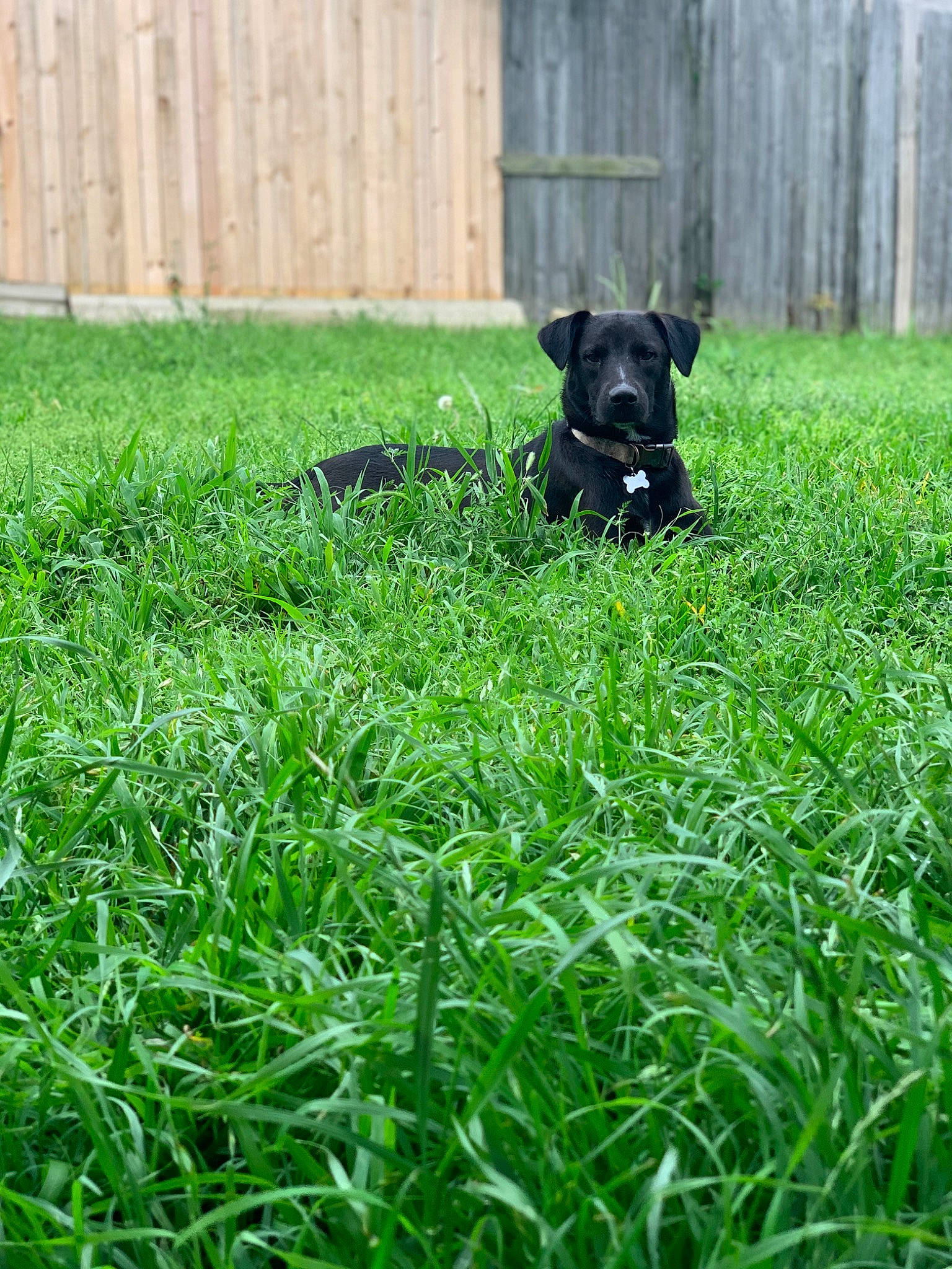 Doobie is registered to the contest to win money with this photo: canidae, carnivore, companion_dog, dog, dog_breed, fawn, fence, grass, grassland, groundcover, herbaceous_plant, lawn, meadow, pasture, plant, shrub, sporting_group, tail, terrestrial_animal, working_animal