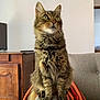 Kali participe au concours pour gagner de l'argent avec cette photo : cat, tabby, feline, pet, indoor, couch, blanket, orange, wooden_cabinet, fur, whiskers, ears, curious, sitting, armrest, home, living_room, furniture, domestic_animal, portrait