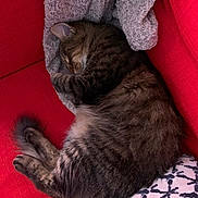 Kali a rejoint le concours — aidez-le/la à gagner de superbes lots ! animal, blanket, cat, couch, cozy, curled_up, feline, fur, gray, home, indoor, pet, pillow, red, relaxing, resting, sleeping, soft, tabby_cat, whiskers