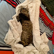 Kali a rejoint le concours — aidez-le/la à gagner de superbes lots ! cat, tabby, feline, pet, sleeping, blanket, bed, striped_bedspread, cozy, fur, relaxed, indoor, resting, soft, comfort, animal, mammal, domestic, cute, laying_down