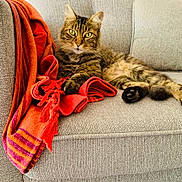 Kali a rejoint le concours — aidez-le/la à gagner de superbes lots ! cat, tabby_cat, sofa, couch, blanket, orange_blanket, red_blanket, indoor, pet, feline, relaxed, fur, whiskers, paw, cozy, domestic_animal, striped, resting, home_interior, comfortable