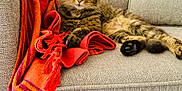Kali a rejoint le concours — aidez-le/la à gagner de superbes lots ! blanket, cat, comfortable, couch, cozy, domestic_animal, feline, fur, home_interior, indoor, orange_blanket, paw, pet, red_blanket, relaxed, resting, sofa, striped, tabby_cat, whiskers