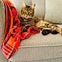 cat, tabby_cat, sofa, couch, blanket, orange_blanket, red_blanket, indoor, pet, feline, relaxed, fur, whiskers, paw, cozy, domestic_animal, striped, resting, home_interior, comfortable