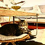 Kali a rejoint le concours — aidez-le/la à gagner de superbes lots ! cat, tabby_cat, furniture, cushion, living_room, coffee_table, wicker, sofa, blanket, wood, floor_rug, decor, sculpture, indoor, pet, animal, relaxed, household, cozy, resting