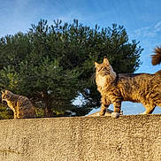 Luki participe au concours pour gagner de l'argent avec cette photo : cat, animal, outdoor, wall, tree, sky, sunlight, fluffy_tail, nature, feline, pet, daylight, greenery, texture, posing, fur, mammal, domestic_animal, two_animals, peaceful