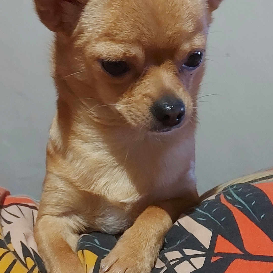 K'Nel a rejoint le concours — aidez-le/la à gagner de superbes lots ! animal, baby, canine, chihuahua, cockerspaniel, dog, papillon, person, pet, puppy, terrier, zebra