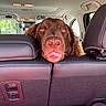 dog, brown_dog, car_interior, backseat, leather_seat, tongue_out, pet, close_up, animal, resting, cute, playful, seatbelt, window, reflection, headrest, whiskers, nose, ears, daylight