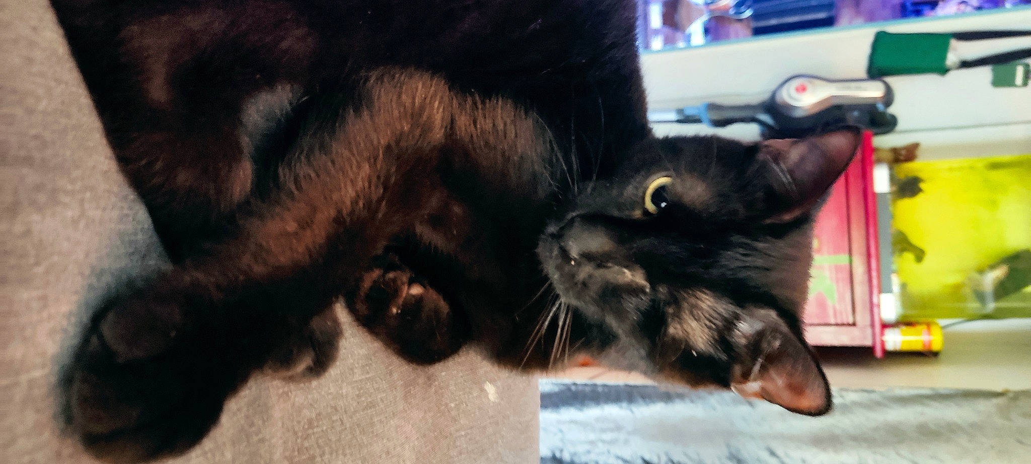 Duncan participe au concours pour gagner de l'argent avec cette photo : black_cat, bombay, carnivore, cat, claw, comfort, domestic_short_haired_cat, ear, felidae, foot, fur, gesture, human_leg, paw, small_to_medium_sized_cats, snout, tail, terrestrial_animal, whiskers