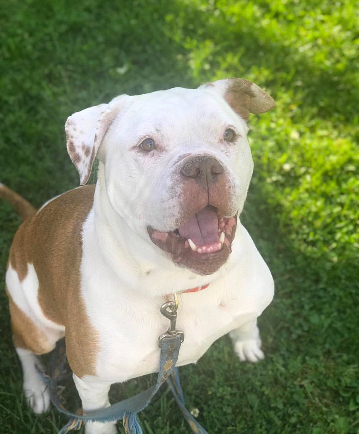 Cannoli is registered to the contest to win money with this photo: ancient_dog_breeds, canidae, carnivore, collar, companion_dog, cordoba_fighting_dog, dog, dog_breed, dog_collar, dogo_guatemalteco, fang, grass, non_sporting_group, pet_supply, tail, terrestrial_animal, whiskers, working_animal, working_dog, wrinkle