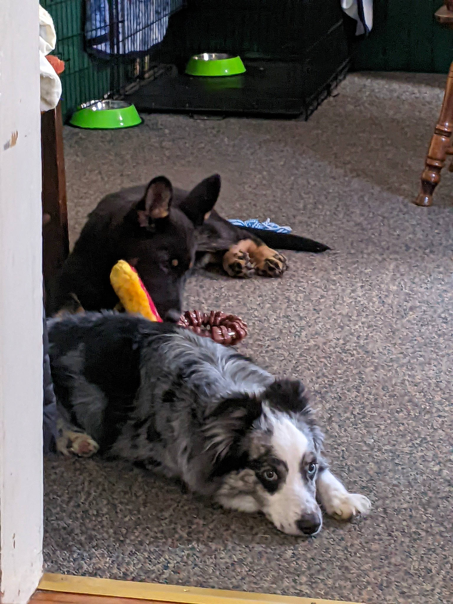 Luna is registered to the contest to win money with this photo: border_collie, canidae, carnivore, chair, companion_dog, dog, dog_breed, dog_supply, flooring, fur, herding_dog, snout, sporting_group, tail, working_animal, working_dog