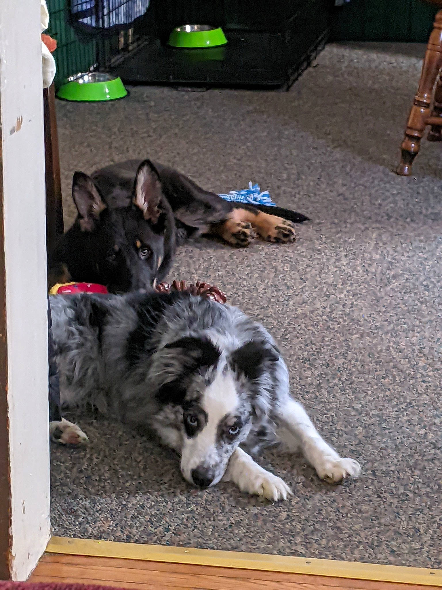 Luna joined the competition — help win amazing prizes! border_collie, canidae, carnivore, companion_dog, dog, dog_breed, flooring, fur, herding_dog, koolie, texas_heeler, working_animal, working_dog