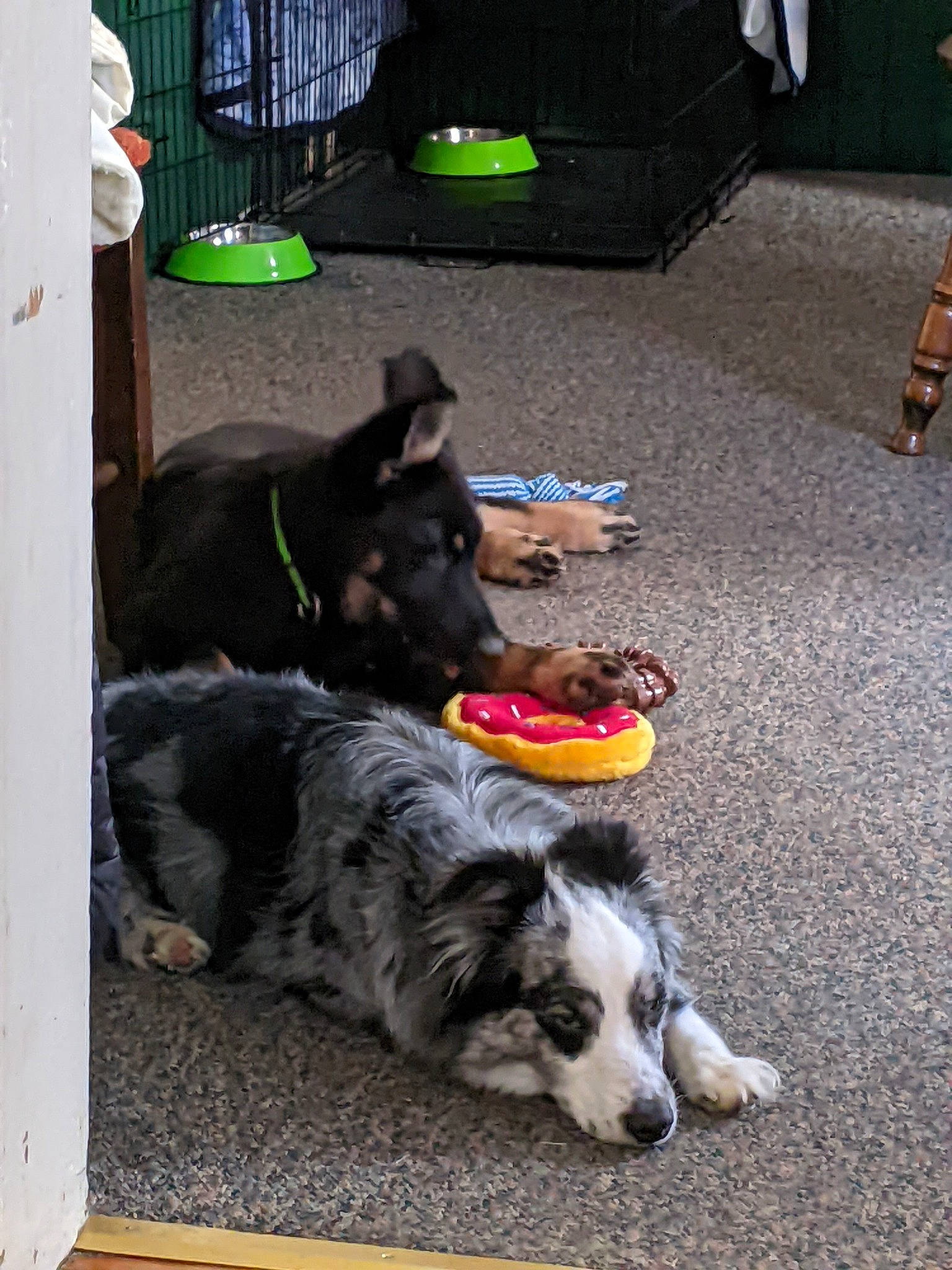 Luna joined the competition — help win amazing prizes! australian_cattle_dog, canidae, carnivore, companion_dog, dog, dog_breed, flooring, fur, guard_dog, herding_dog, snout, sporting_group, street_dog, tail, working_animal, working_dog