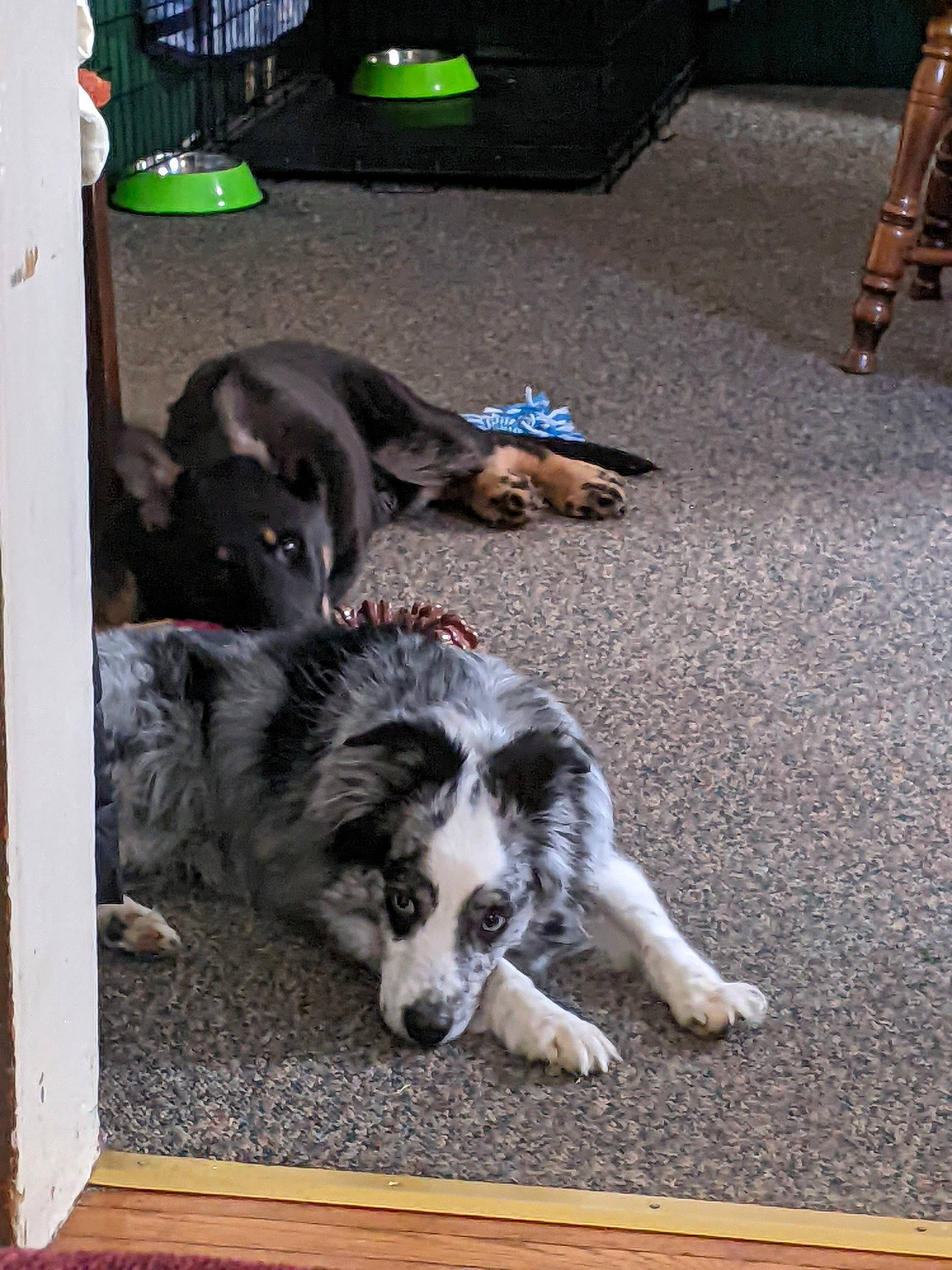 Luna joined the competition — help win amazing prizes! border_collie, carnivore, companion_dog, dog, dog_breed, flooring, fur, gun_dog, herding_dog, texas_heeler, working_animal, working_dog