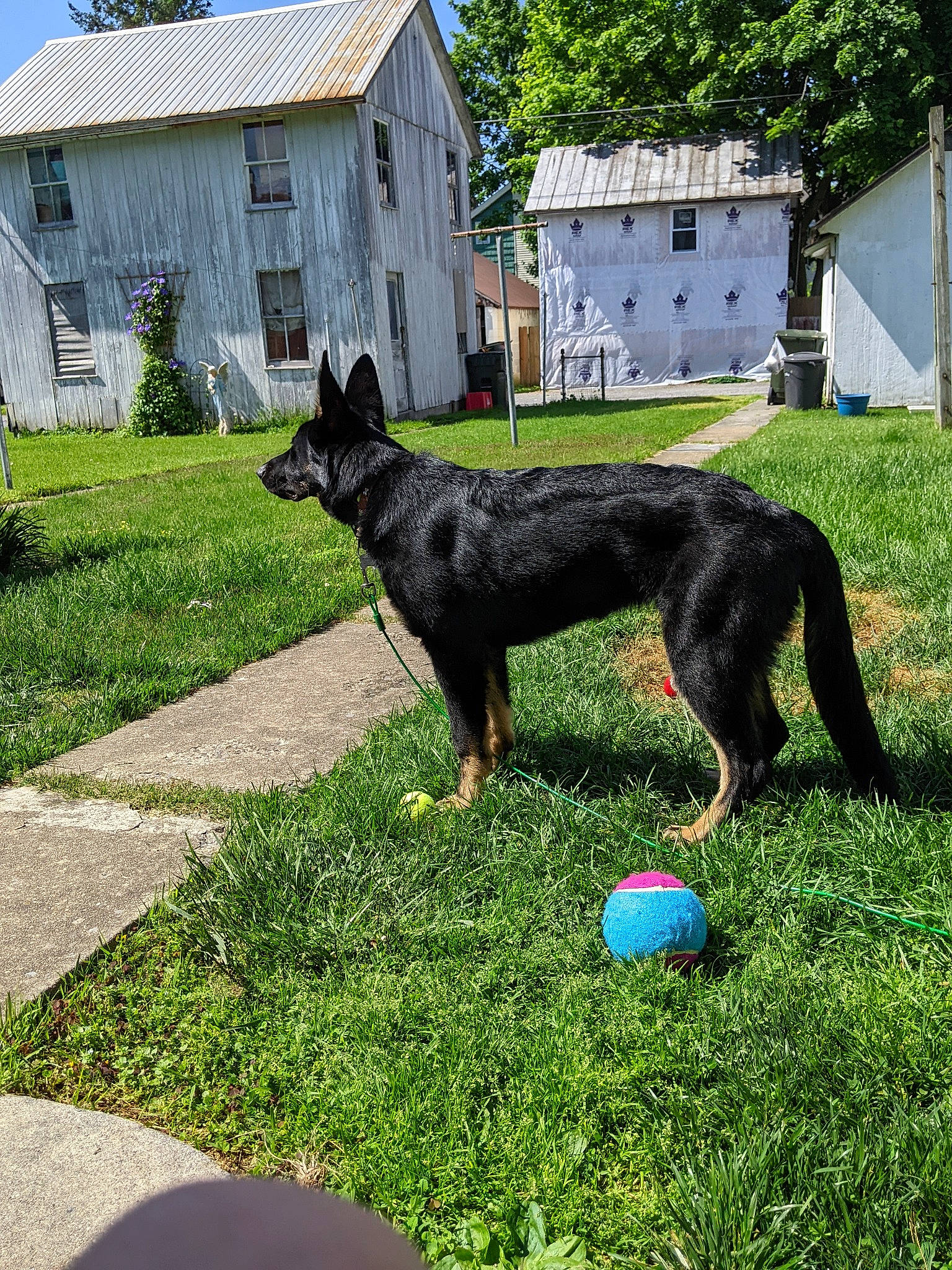 Ares joined the competition — help win amazing prizes! australian_cattle_dog, building, canidae, carnivore, collar, companion_dog, cottage, dog, dog_breed, dog_supply, grass, groundcover, herding_dog, lawn, plant, sky, sporting_group, tail, tree, window