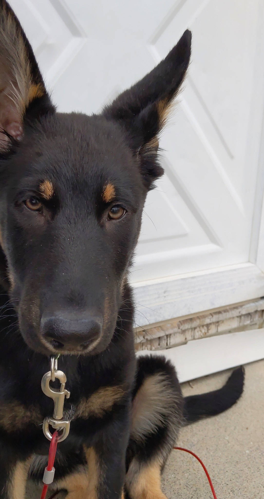 Ares is registered to the contest to win money with this photo: ancient_dog_breeds, canidae, carnivore, collar, companion_dog, dog, dog_breed, dog_collar, eye, fur, guard_dog, herding_dog, jaw, non_sporting_group, pet_supply, snout, sporting_group, whiskers, working_animal, working_dog