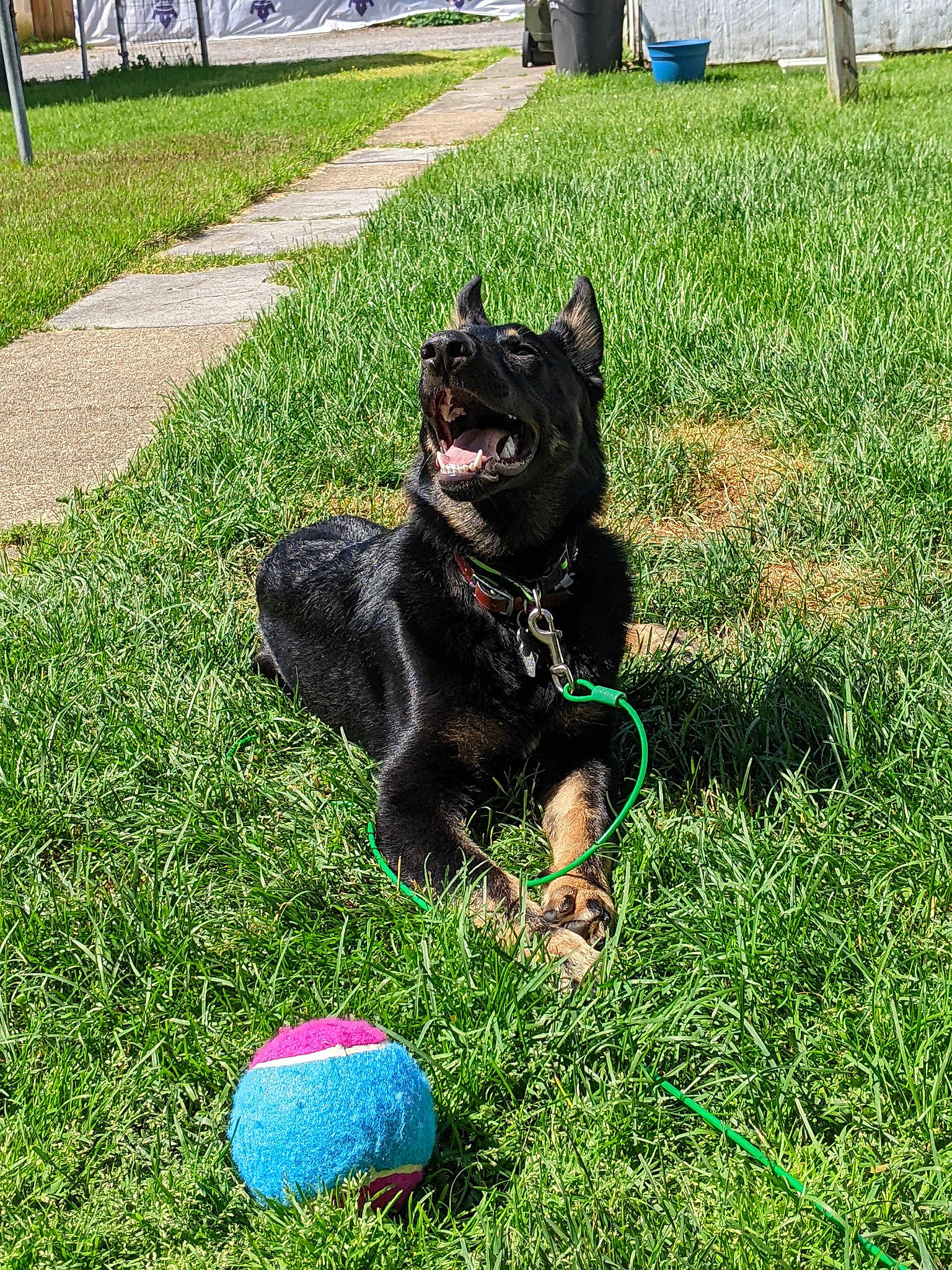 Ares joined the competition — help win amazing prizes! ball, carnivore, companion_dog, dog, dog_breed, dog_collar, felidae, grass, grass_family, groundcover, lawn, leaf, plant, snout, sporting_group, sports_equipment, tail, tennis_ball, toy, tree