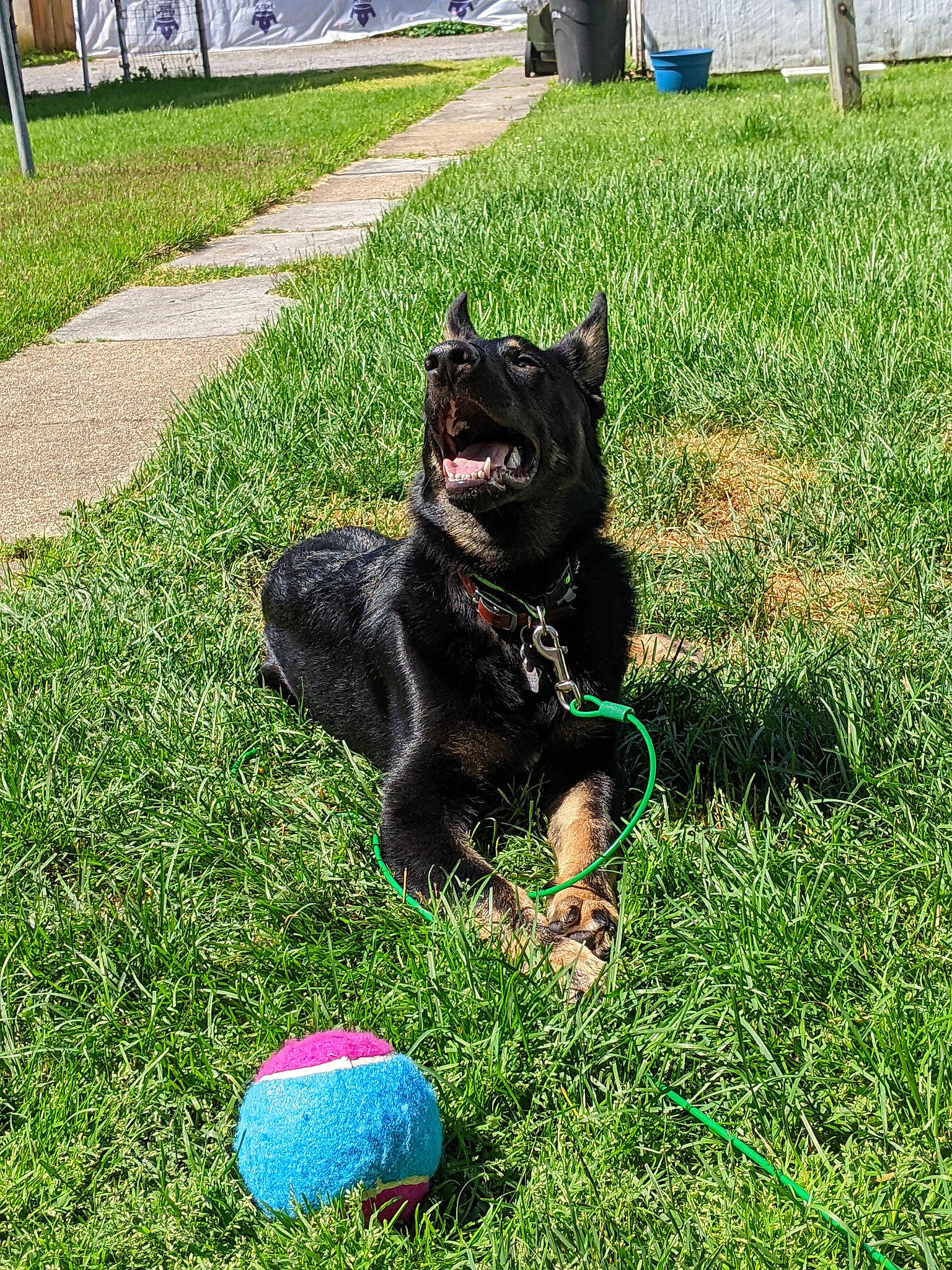 Ares is registered to the contest to win money with this photo: ball, carnivore, companion_dog, dog_breed, felidae, foot, garden, grass, grass_family, groundcover, lawn, plant, small_to_medium_sized_cats, snout, soccer_ball, sporting_group, sports_equipment, tail, tennis_ball, toy
