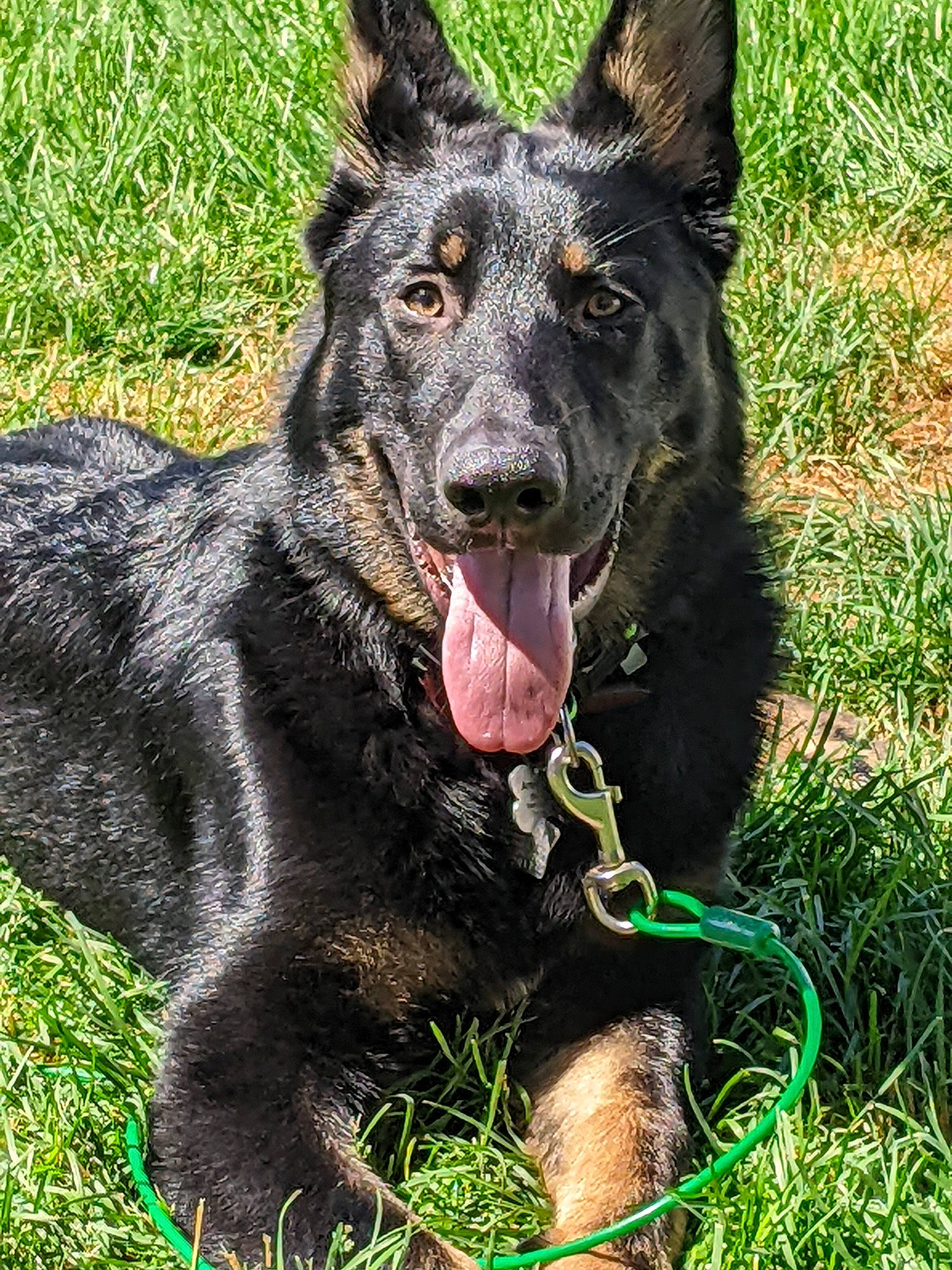 Ares joined the competition — help win amazing prizes! canidae, carnivore, collar, companion_dog, dog, dog_breed, dog_collar, fang, foot, grass, groundcover, guard_dog, herding_dog, plant, snout, sporting_group, terrestrial_animal, whiskers, working_animal, working_dog