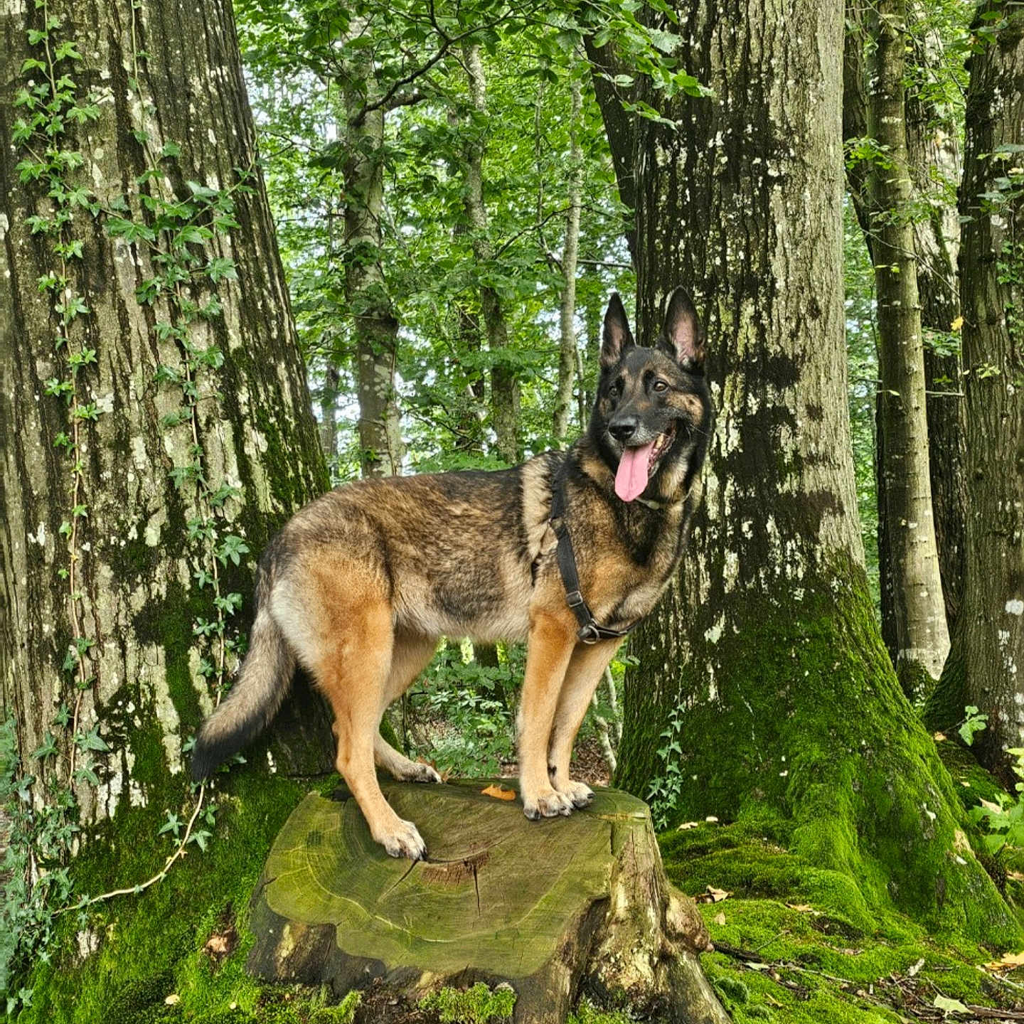 Ostara participe au concours pour gagner de l'argent avec cette photo : animal, canine, coyote, dog, germanshepherd, green, grove, jungle, land, nature, outdoors, pet, plant, policedog, puppy, tree, treestump, treetrunk, vegetation, woodland