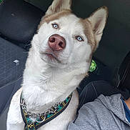 Skoll a rejoint le concours — aidez-le/la à gagner de superbes lots ! husky, dog, blue_eyes, car_interior, seat, harness, pet, canine, portrait, close_up, animal, furry, companion, travel, vehicle, seatbelt, window, person_partial, clothing, gray_hoodie