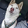 husky, dog, blue_eyes, car_interior, seat, harness, pet, canine, portrait, close_up, animal, furry, companion, travel, vehicle, seatbelt, window, person_partial, clothing, gray_hoodie