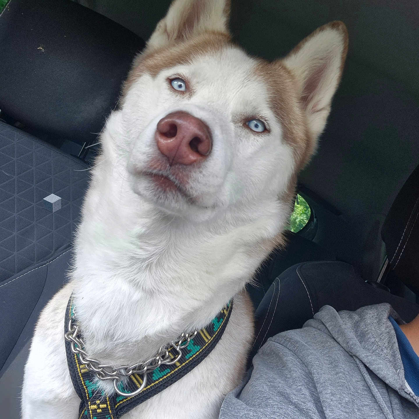 Skoll a rejoint le concours — aidez-le/la à gagner de superbes lots ! animal, blue_eyes, canine, car_interior, close_up, clothing, companion, dog, furry, gray_hoodie, harness, husky, person_partial, pet, portrait, seat, seatbelt, travel, vehicle, window