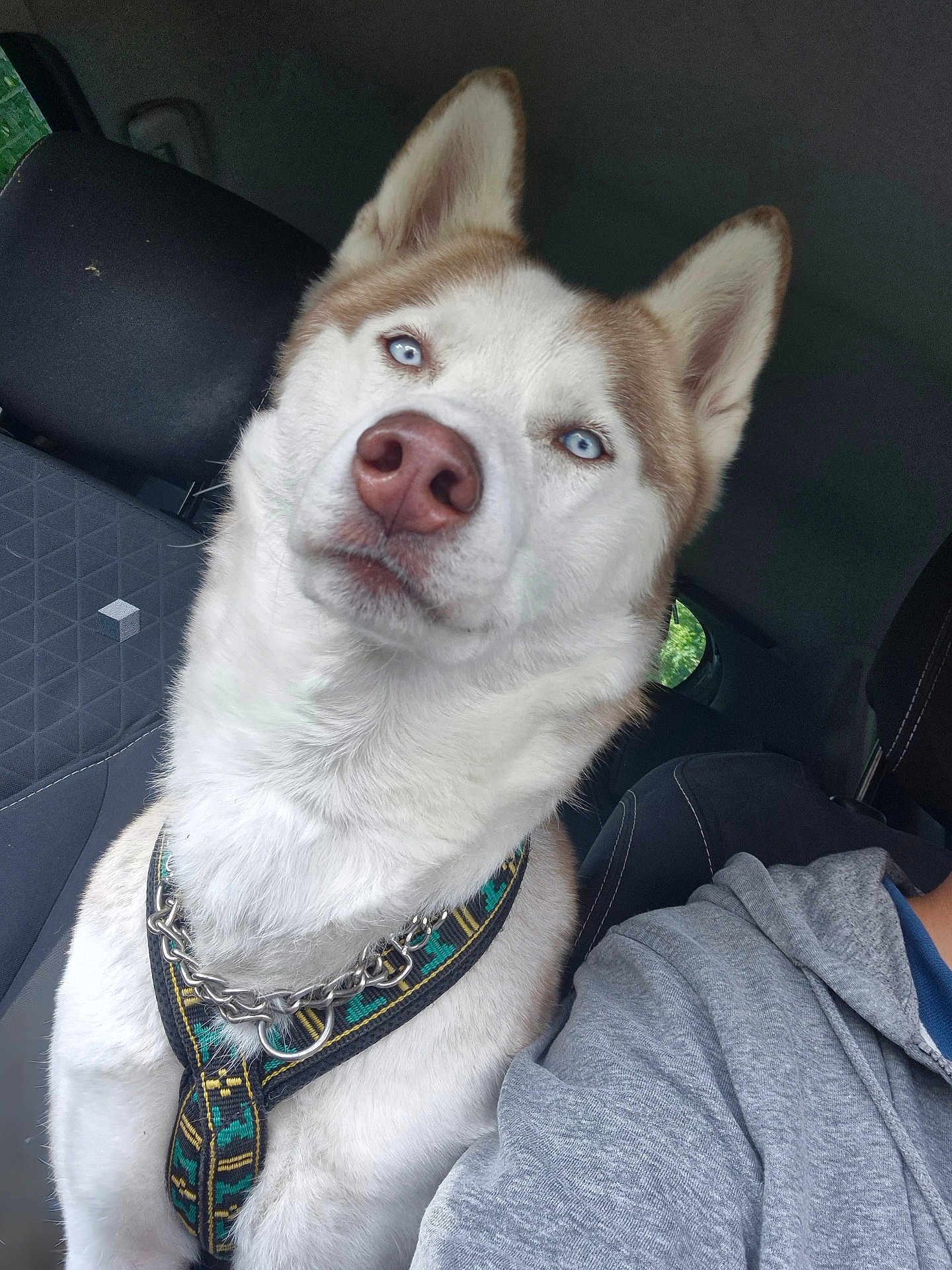 Skoll a rejoint le concours — aidez-le/la à gagner de superbes lots ! husky, dog, blue_eyes, car_interior, seat, harness, pet, canine, portrait, close_up, animal, furry, companion, travel, vehicle, seatbelt, window, person_partial, clothing, gray_hoodie
