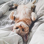 Rêve participe au concours pour gagner de l'argent avec cette photo : cat, tabby, pet, animal, cute, lying_down, bed, white_bedding, fur, whiskers, paws, domestic_cat, relaxed, indoors, sleepy, cozy, closeup, feline, playful, resting