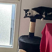 Hansi a rejoint le concours — aidez-le/la à gagner de superbes lots ! animal, black_and_white, cat, cat_tree, cozy, curious, daylight, domestic, furniture, home, indoor, lazy, pet, red_cloth, relaxed, resting, sleepy, soft_texture, table, window