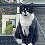 Hansi a rejoint le concours — aidez-le/la à gagner de superbes lots ! animal, black_and_white, building, cat, chair, daylight, ears, furniture, garden, looking, outdoor, paws, pet, plant, railing, sitting, tail, tuxedo_cat, whiskers, window