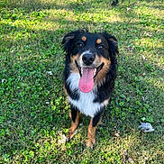 Knox joined the competition — help win amazing prizes! animal, black_fur, brown_fur, canine, cute, dog, ears, eyes, friendly, grass, happy, nature, nose, outdoor, pet, playful, sitting, sunlight, tongue, tongue_out