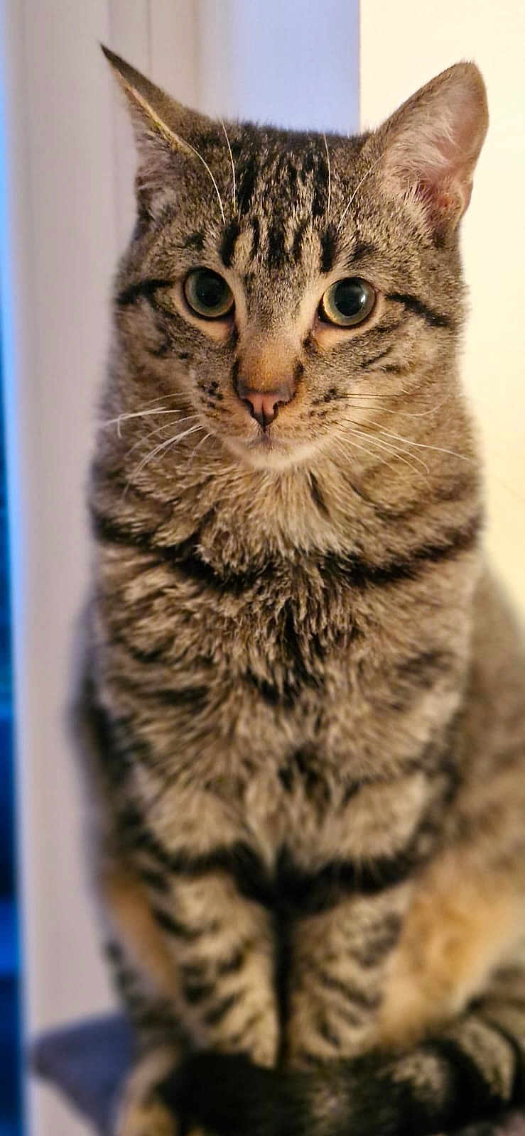 Alvin participe au concours pour gagner de l'argent avec cette photo : cat, tabby, pet, animal, feline, fur, whiskers, close_up, portrait, indoor, striped, ears, eyes, sitting, cute, domestic, mammal, soft_light, focus, background_blur